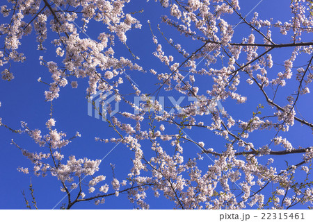 五稜郭公園の青空と満開の桜の花 五稜郭公園の青空と満開の桜の花 22315461