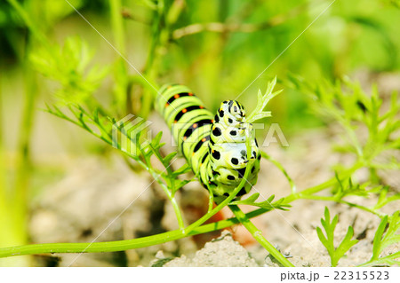 キアゲハの幼虫 キアゲハの幼虫 22315523