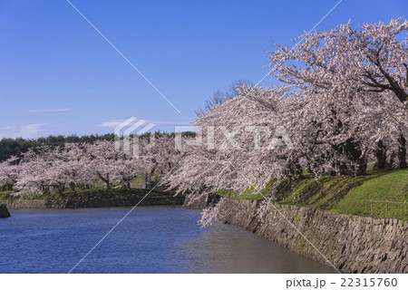 五稜郭公園のお堀と満開の桜の花 五稜郭公園のお堀と満開の桜の花 22315760