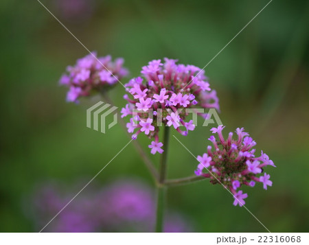 ヤナギハナガサ ヤナギハナガサ 22316068