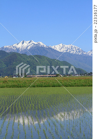 後立山連峰の春 後立山連峰の春 22316177