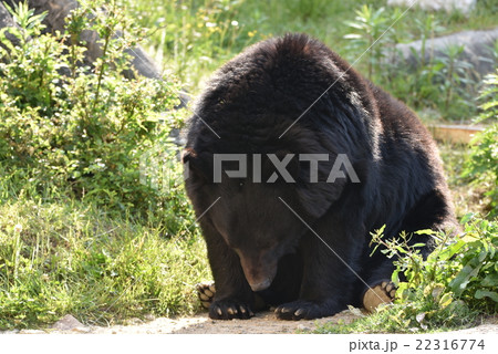 動物園 動物園 22316774