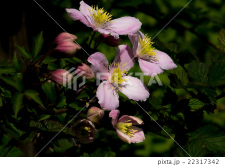 クレマチス・モンタナ 22317342