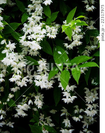 ヒメウツギ 22317975