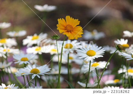 花 花 22318262