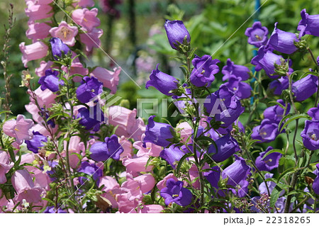花 花 22318265