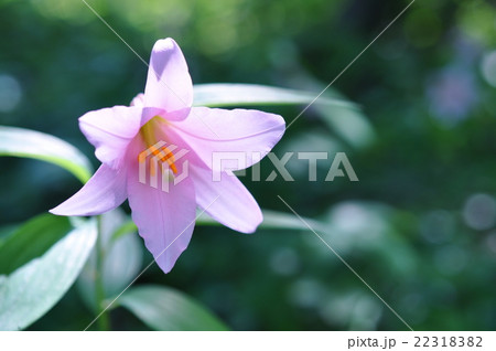 ヒメサユリ 22318382