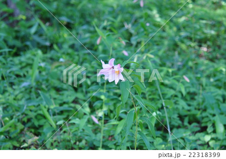 ヒメサユリ 22318399