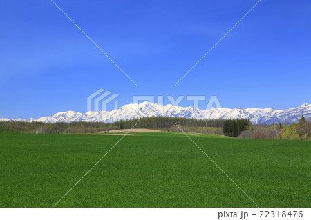 北海道　富良野市　麦畑と残雪の芦別岳 22318476