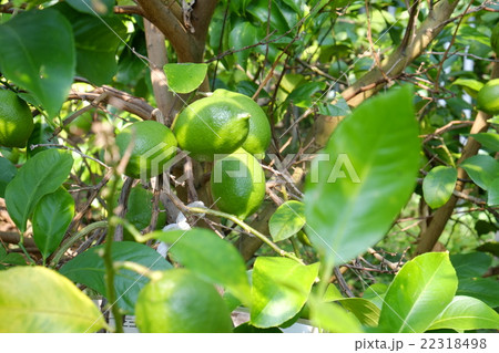 今治2015初秋その７９ 22318498