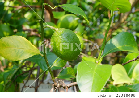 今治2015初秋その８０ 22318499