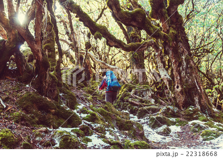 Hike in Nepal jungle 22318668