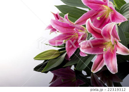 ピンクのユリの写真素材