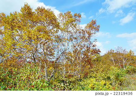 高原の秋 22319436