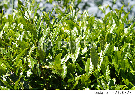 茶畑 22320328