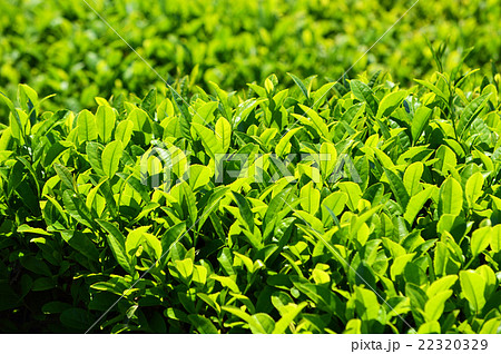 茶畑 22320329