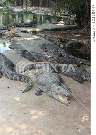 タイの動物園のワニの写真素材