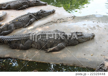 タイの動物園のワニの写真素材