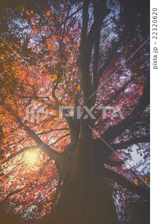 Majestic landscape with autumn red tree  22320620