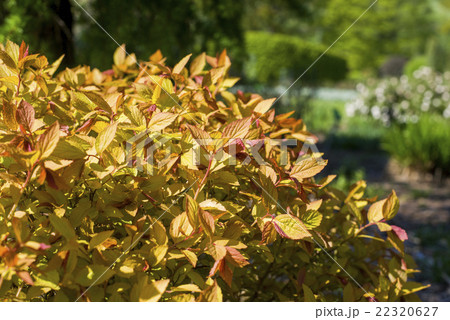close up on Spiraea japonica Goldflame close up on Spiraea japonica Goldflame 22320627