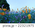 花畑 22321975