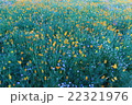 花畑 22321976