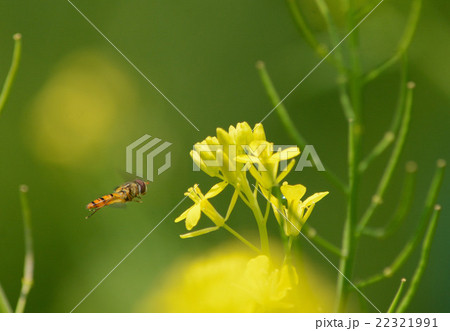 五月色① 五月色① 22321991