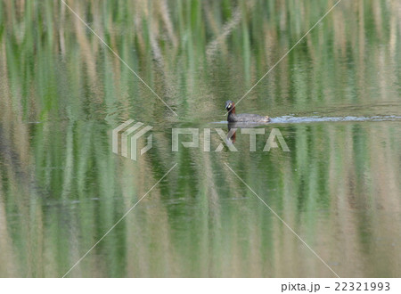 緑の季節 緑の季節 22321993