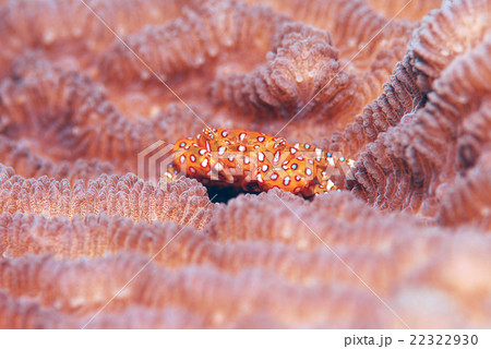 オウギガニ 22322930