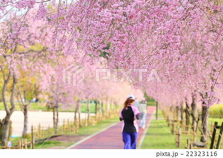 下松スポーツ公園　枝垂桜 22323116