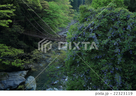 日本三奇橋　重要有形民俗文化財　祖谷　かずら橋　藤 22323119