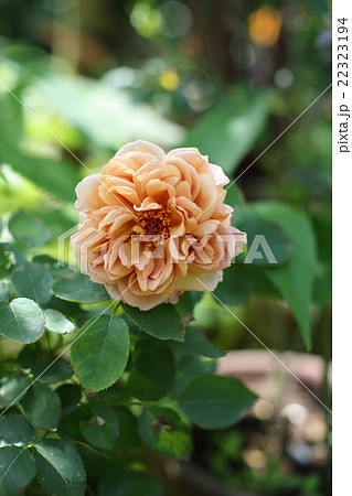 薔薇のカフェ 薔薇のカフェ 22323194