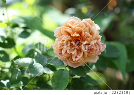 薔薇のカフェ 22323195