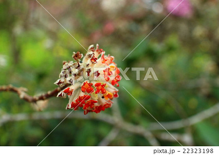 紅みつまた 22323198