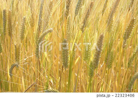 麦畑 麦畑 22323406