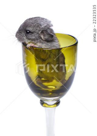 Cute chinchilla baby in glass Cute chinchilla baby in glass 22323535