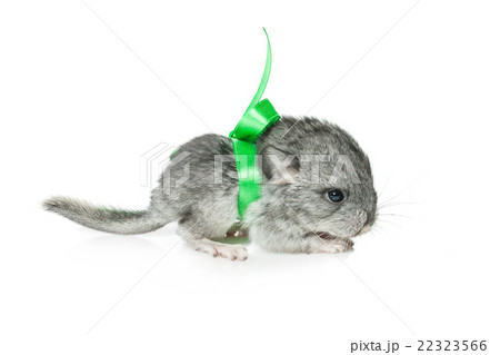 Chinchilla baby isolated over white background 22323566