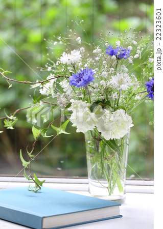 窓辺の花 22323601