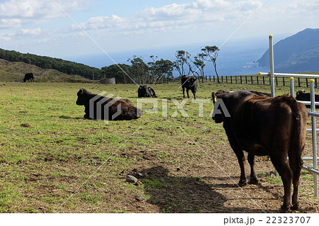 八丈島ふれあい牧場の牛 東京都八丈町 16年1月10日の写真素材