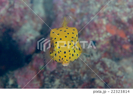 ミナミハコフグの幼魚 ミナミハコフグの幼魚 22323814
