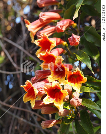 ツリガネカズラ 22323838