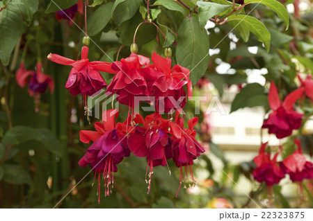 魅惑のフクシア 22323875