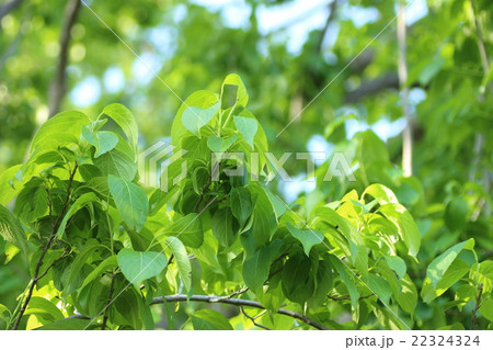 トチュウ 22324324