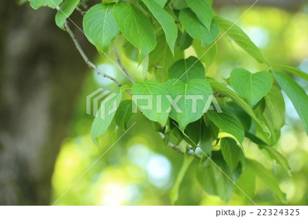 トチュウ 22324325