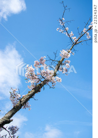 桜 22324347