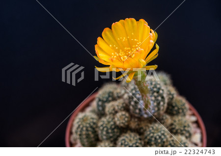 Yellow fFower of Lobivia Cactus 22324743