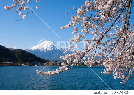 河口湖の富士山と満開の桜 22324880