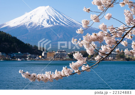 河口湖の富士山と満開の桜の写真素材 [22324883] - PIXTA