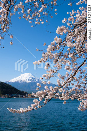 河口湖の富士山と満開の桜 22324888