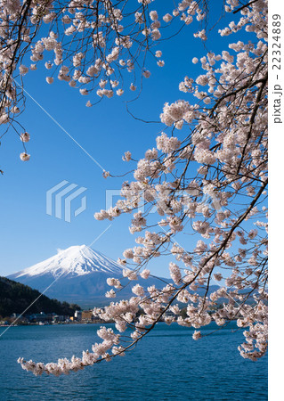 河口湖の富士山と満開の桜 22324889